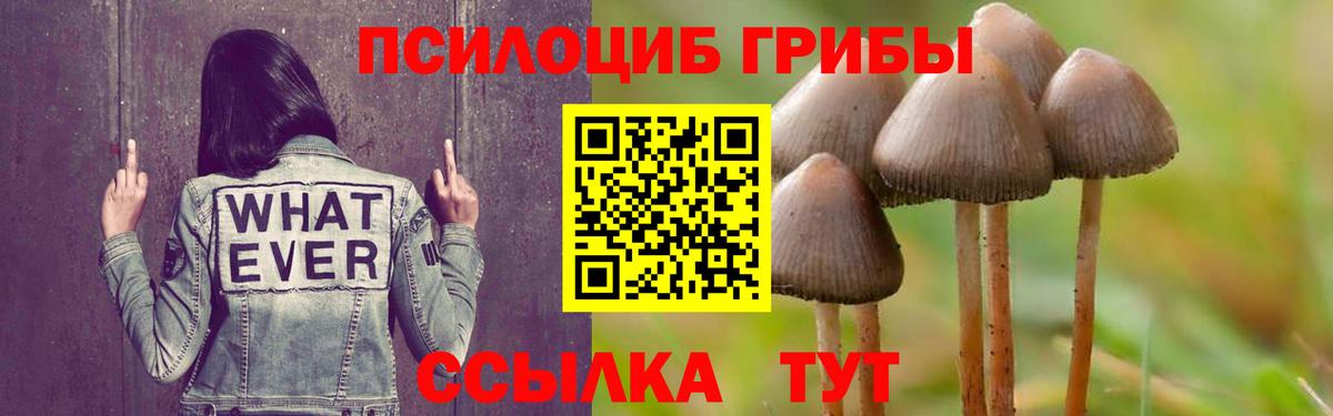 Псилоцибиновые грибы Psilocybe Белорецк